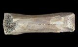 Theropod (Raptor) Toe Bone - North Dakota #41548-1